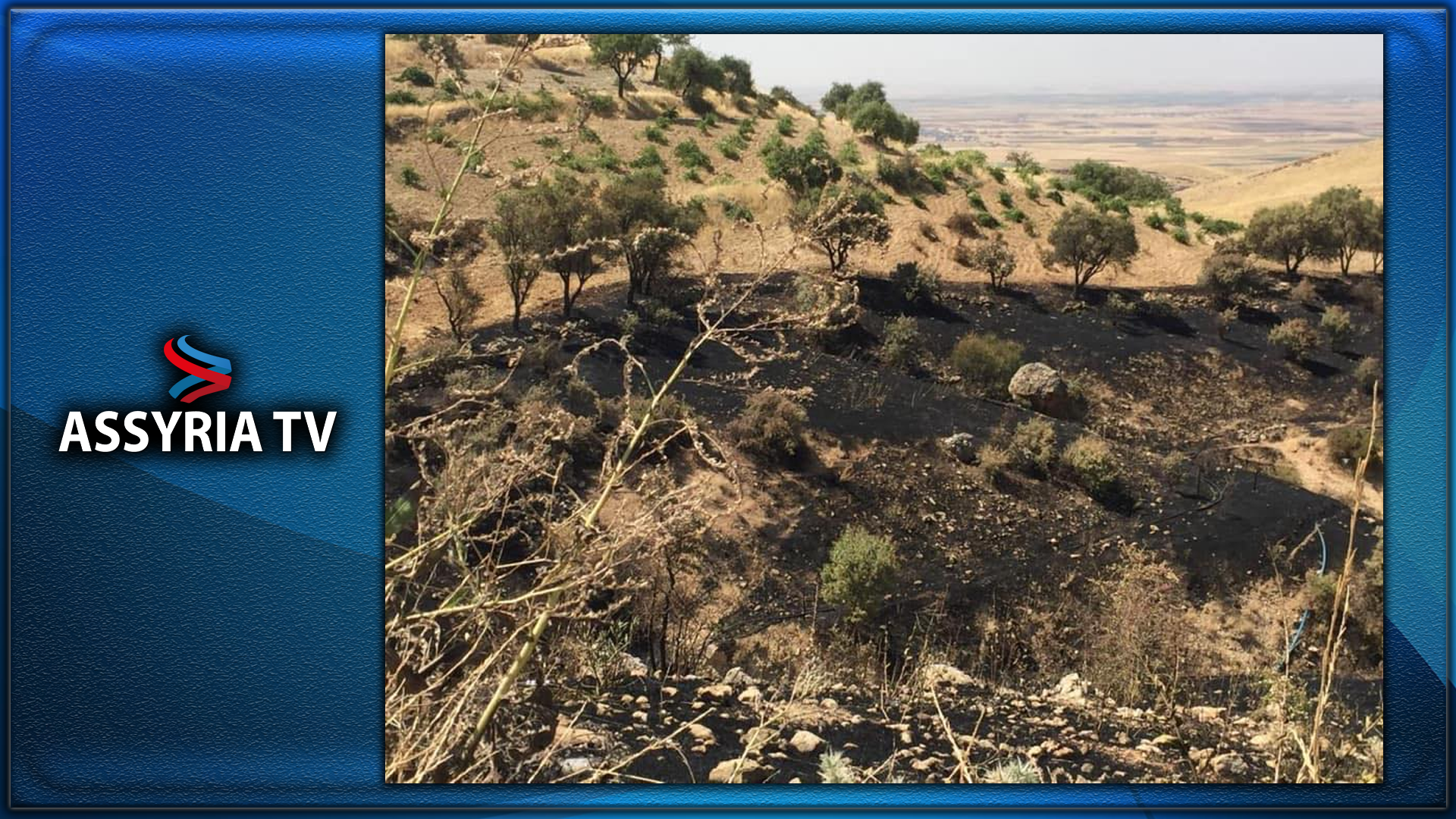 About 700 Olive Trees Burn In Deyrulzafran Monastery In Mardin